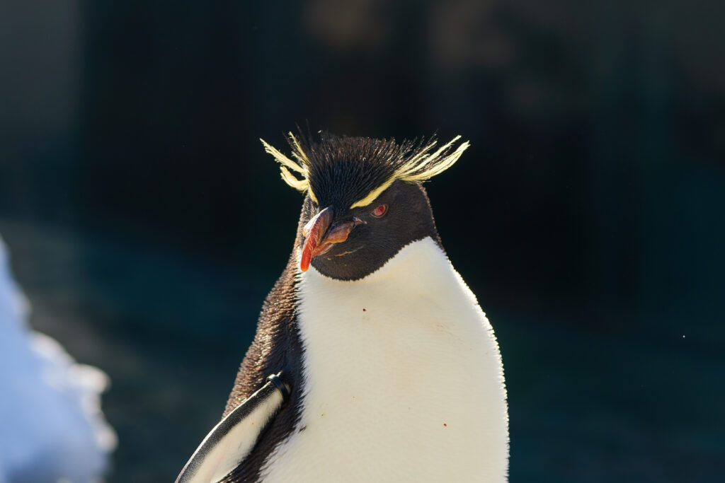 Penguins at Asahiyama Zoo, hokkaido, japan