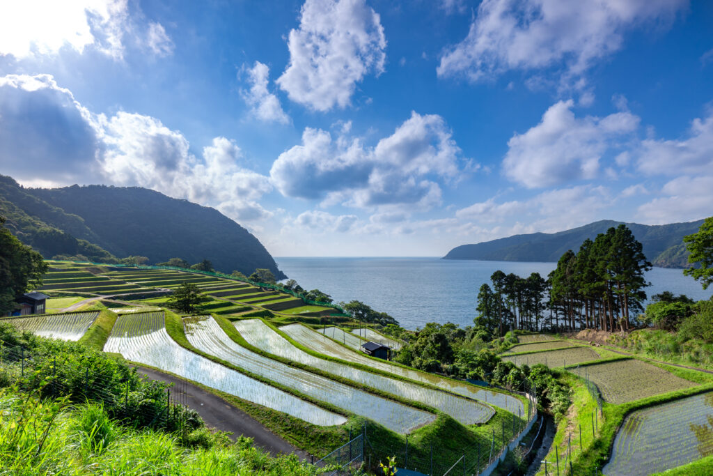 Tagarasu terraced paddy field, fukui, japan