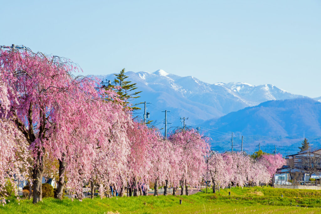 Kitakata City, Fukushima Prefecture, Nichu Line weeping cherry trees