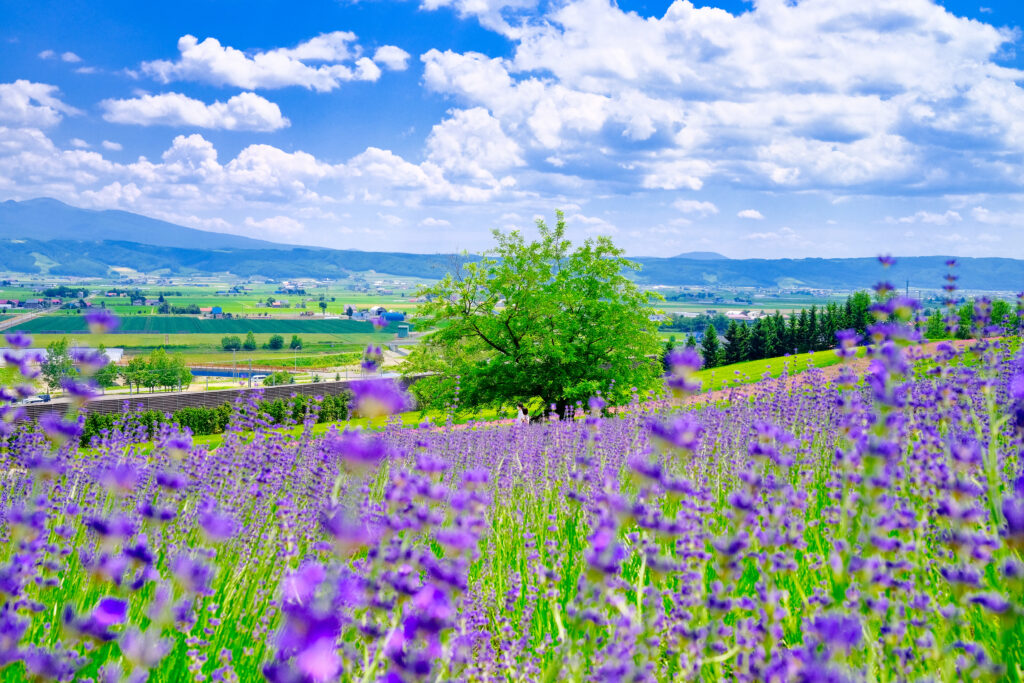 Lavender field, Hokkaido, Japan