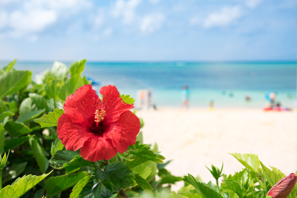 Hibiscus in Okinawa