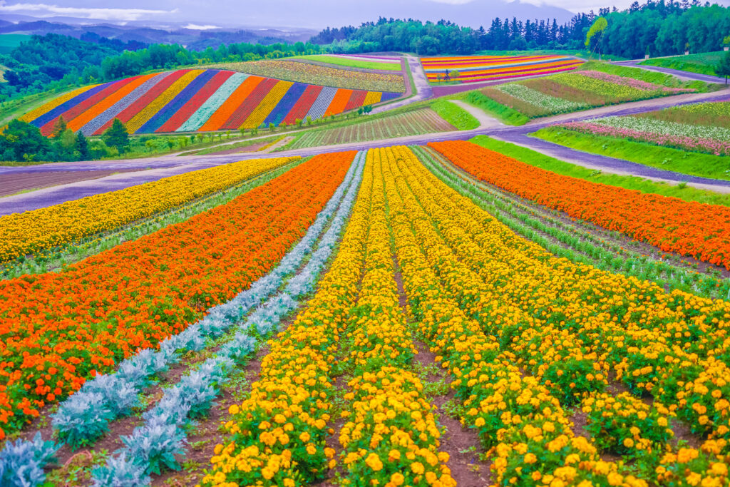 Shikisai no Oka, biei, hokkaido, japan