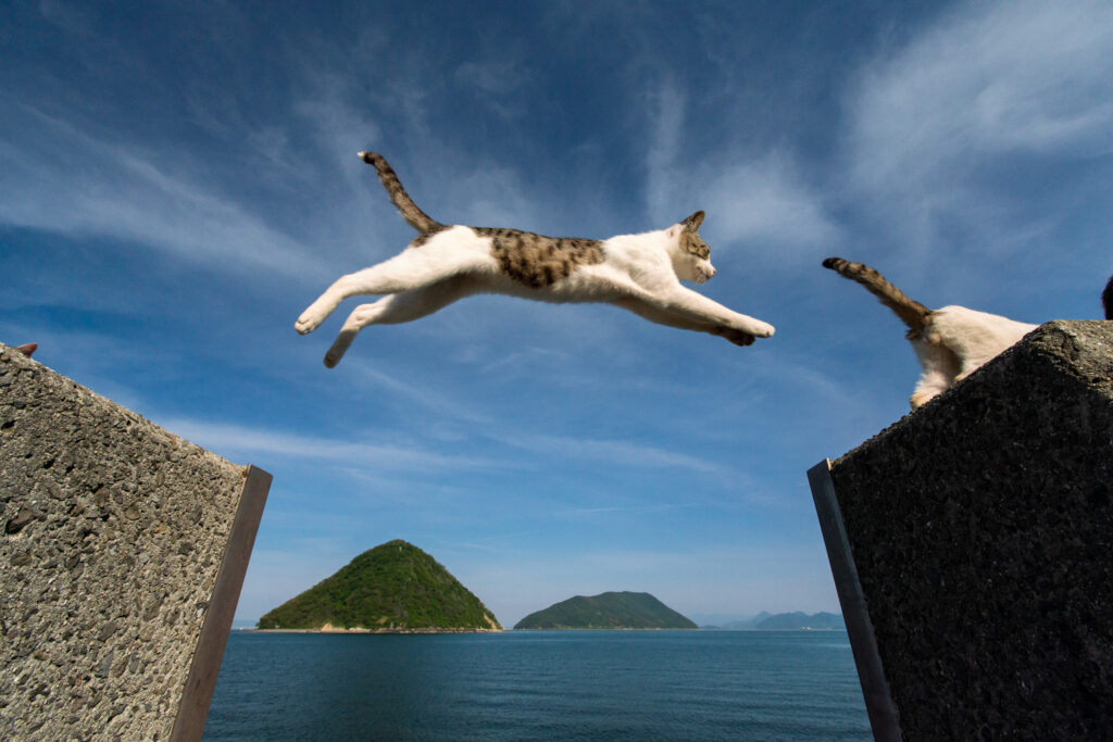 Cat Island, Sayanagi Island, kagawa, japan