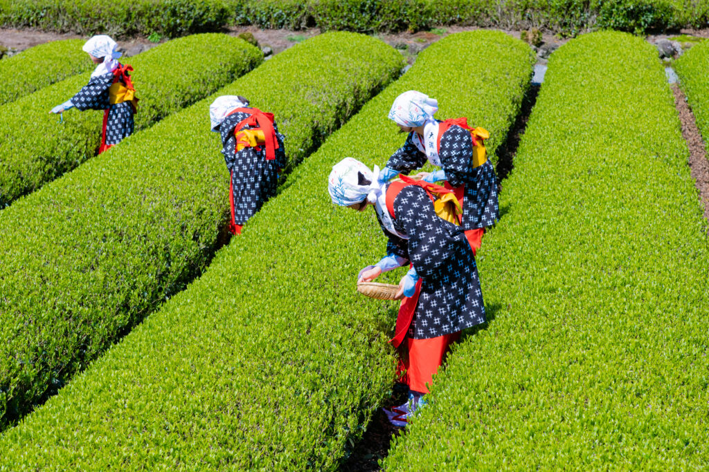 Tea plantation, shizuoka, japan