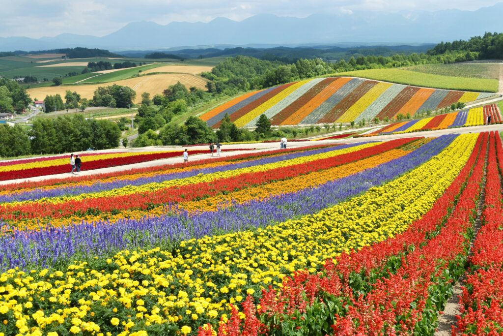 Shikisai no Oka, biei, hokkaido, japan