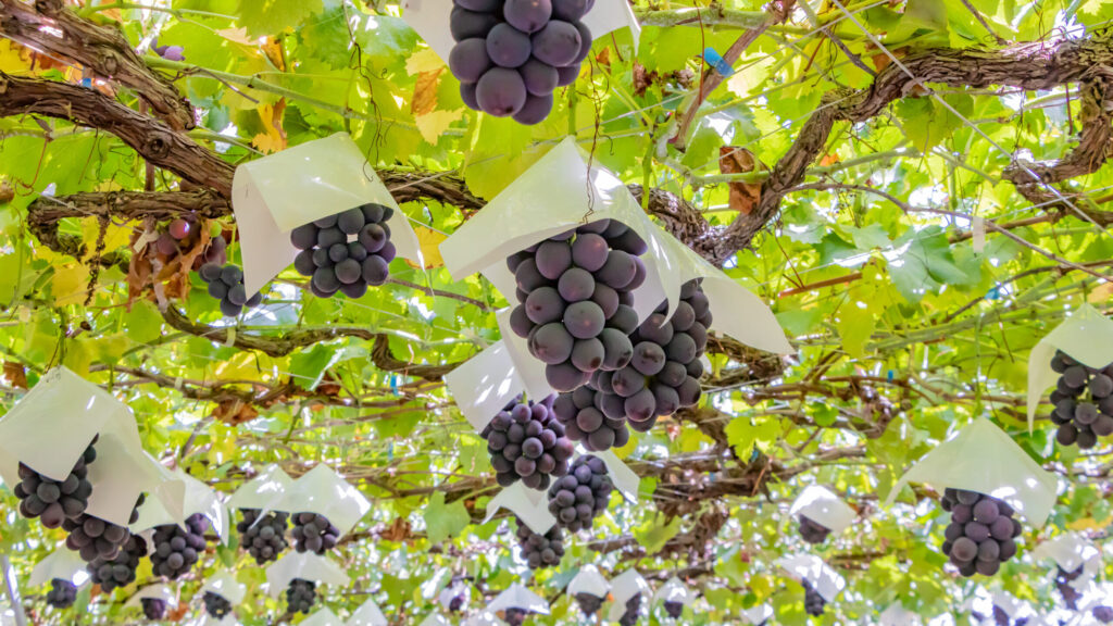 Fruits from Yamanashi